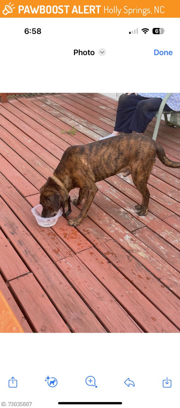 Found/Stray Male Dog last seen Cass holt, Holly Springs, NC 27540