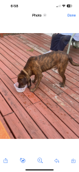 Found/Stray Male Dog last seen Cass holt, Holly Springs, NC 27540