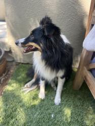 Reunited Female Dog last seen Melendy , San Carlos, CA 94070