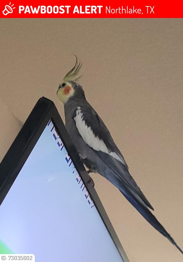 Lost Male Bird last seen HILL RIDGE DR & FLORANCE RD NORTHLAKE, Denton County, TX 76247, Northlake, TX 76247