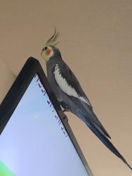 Lost Male Bird last seen HILL RIDGE DR & FLORANCE RD NORTHLAKE, Denton County, TX 76247, Northlake, TX 76247
