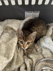 Found/Stray Unknown Cat last seen Trask Ave and Wilson Street, Garden Grove, CA 92844