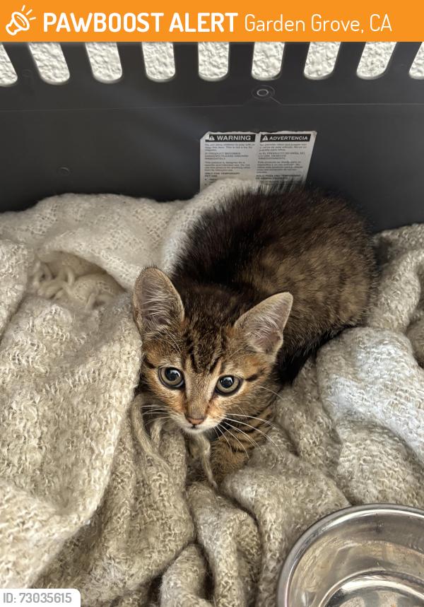 Found/Stray Unknown Cat last seen Trask Ave and Wilson Street, Garden Grove, CA 92844