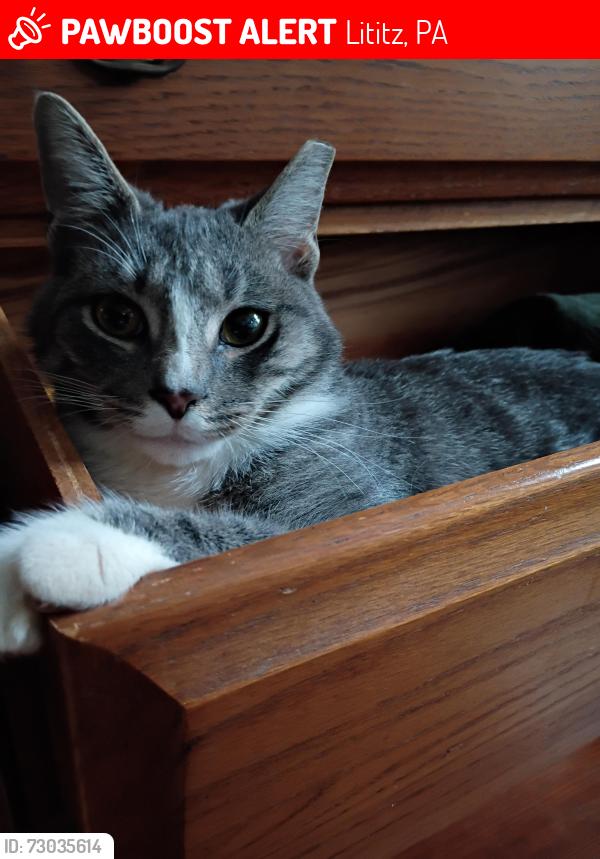Lost Female Cat last seen Cedar Street, Lititz, PA 17543