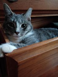 Lost Female Cat last seen Cedar Street, Lititz, PA 17543