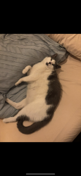 Lost Male Cat last seen McDonald avenue, Brooklyn, NY 11218