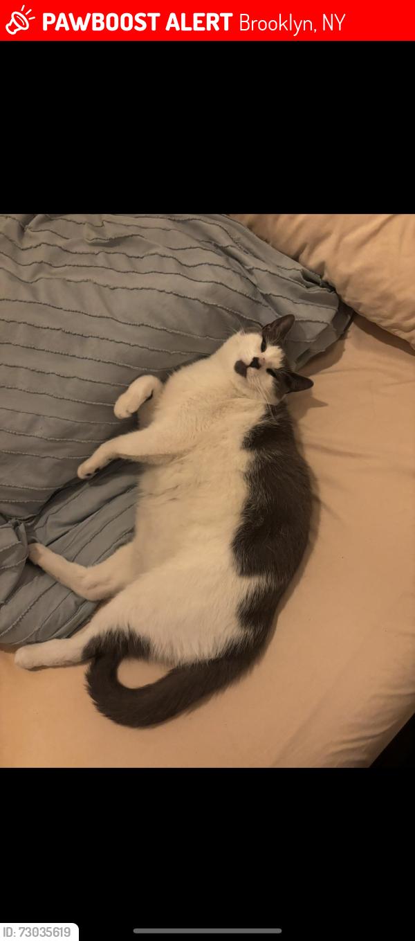 Lost Male Cat last seen McDonald avenue, Brooklyn, NY 11218