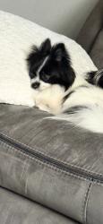 Lost Female Dog last seen Riverchase, Richmond, TX 77469