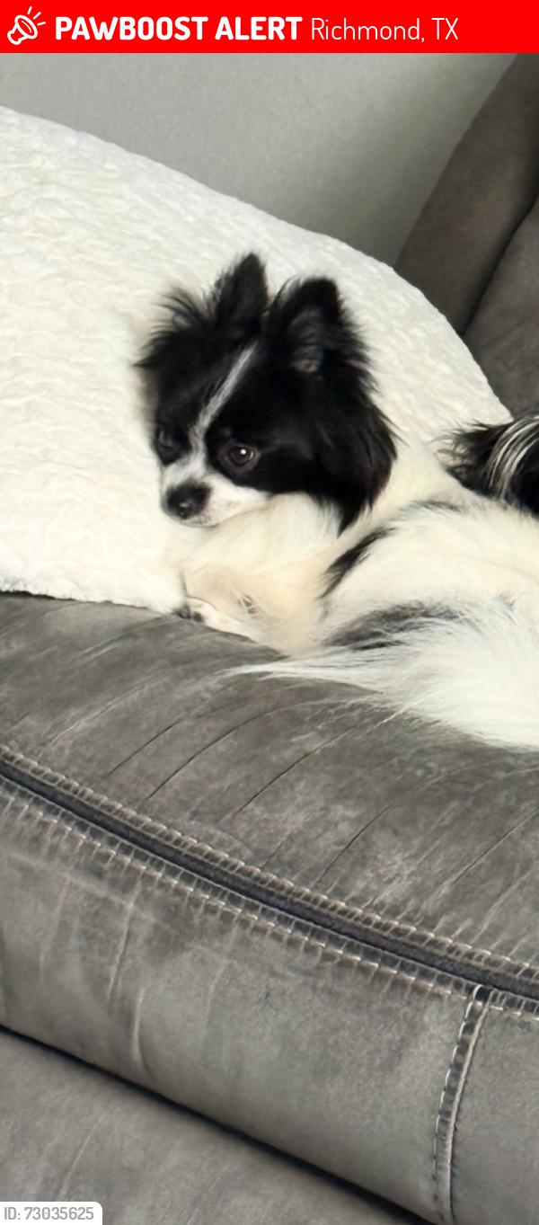Lost Female Dog last seen Riverchase, Richmond, TX 77469
