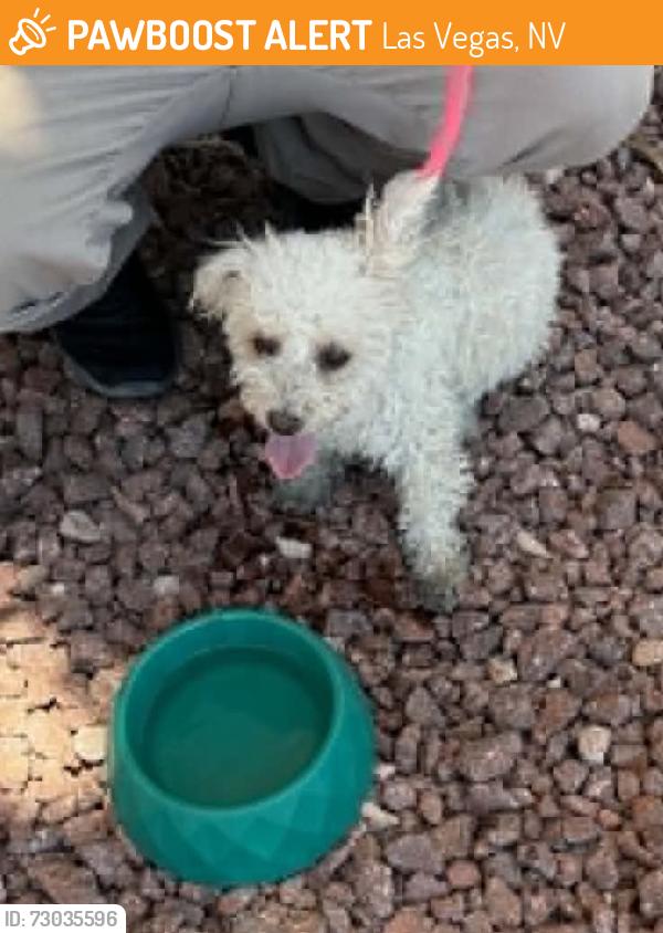 Found/Stray Female Dog last seen Cal Ranch parking lot, Jones Blvd, Las Vegas, NV 89107