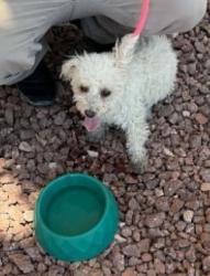 Found/Stray Female Dog last seen Cal Ranch parking lot, Jones Blvd, Las Vegas, NV 89107