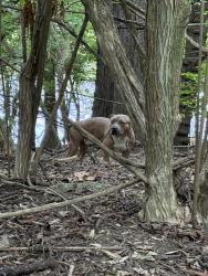Found/Stray Male Dog last seen Right after the underpass on the direction towards main road, Indianapolis, IN 46202