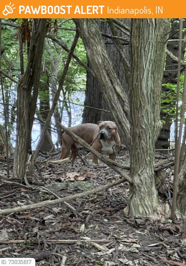 Found/Stray Male Dog last seen Right after the underpass on the direction towards main road, Indianapolis, IN 46202