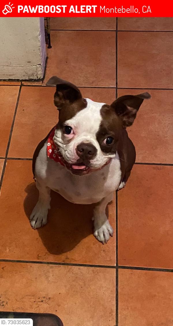 Lost Female Dog last seen Montebello Park, Montebello, CA 90640