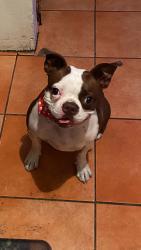 Lost Female Dog last seen Montebello Park, Montebello, CA 90640