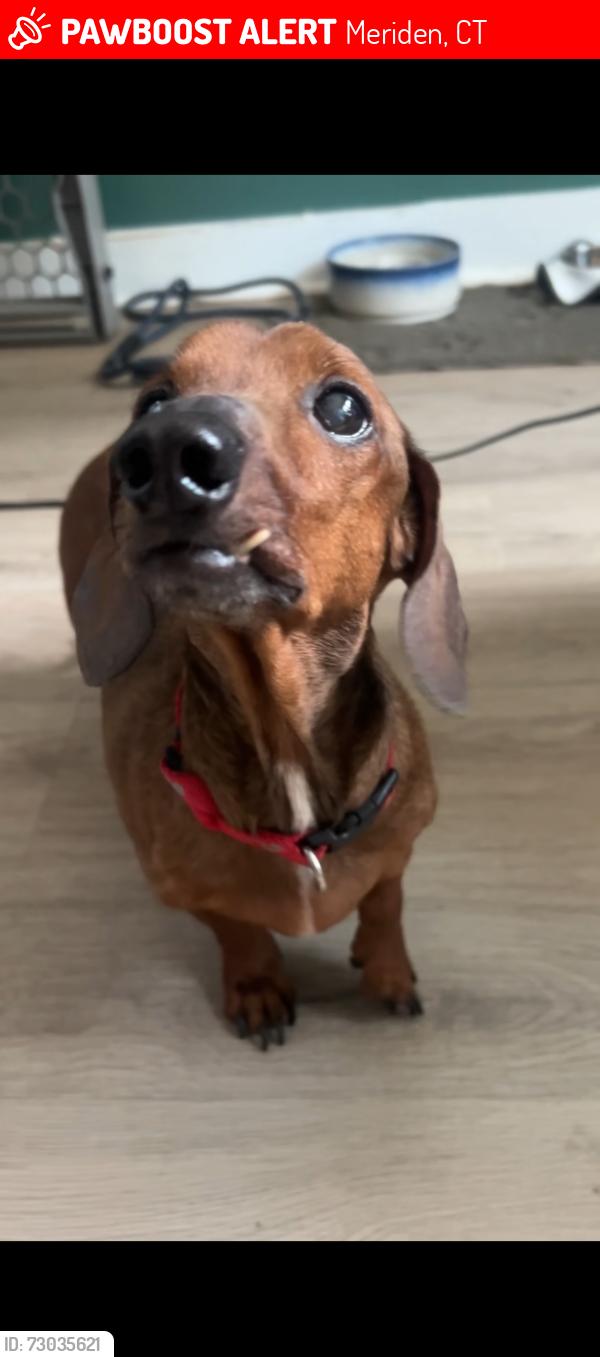 Lost Male Dog last seen Near midstate hosp , Meriden, CT 06451