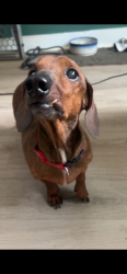 Lost Male Dog last seen Near midstate hosp , Meriden, CT 06451