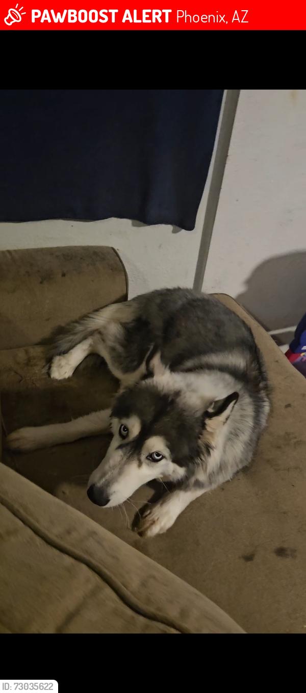 Lost Female Dog last seen 19th and durango, Phoenix, AZ 85009