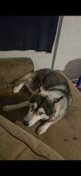 Lost Female Dog last seen 19th and durango, Phoenix, AZ 85009