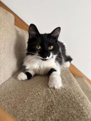 Lost Female Cat last seen Chisbury Close, near Tesco express, Winkfield Row, England RG12