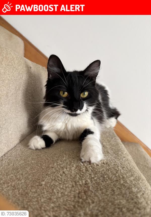 Lost Female Cat last seen Chisbury Close, near Tesco express, Winkfield Row, England RG12