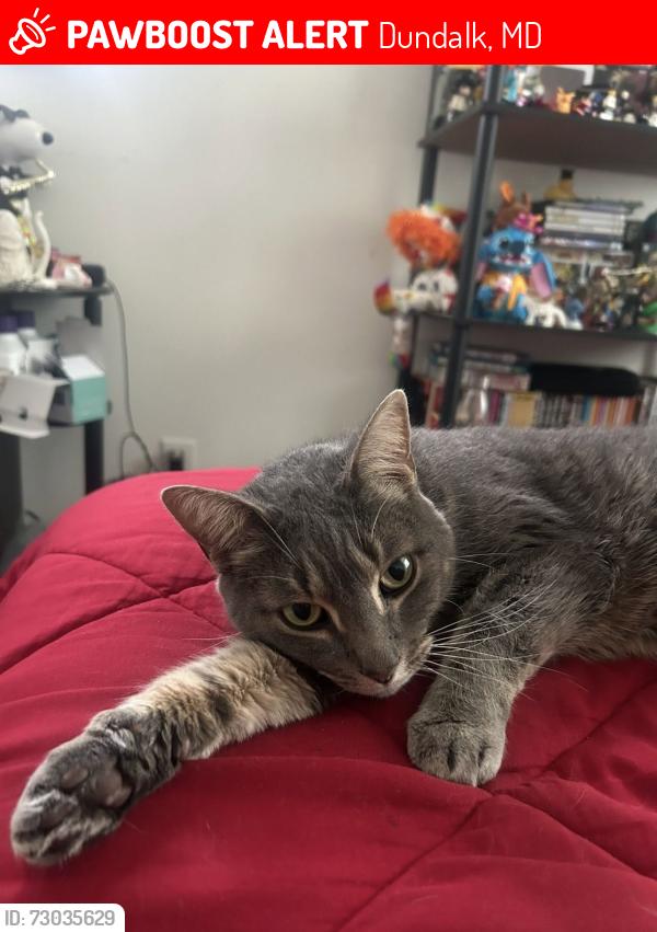 Lost Female Cat last seen church rd, Dundalk, MD 21222