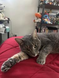 Lost Female Cat last seen church rd, Dundalk, MD 21222