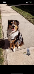 Lost Male Dog last seen Home, Edgerton, KS 66021