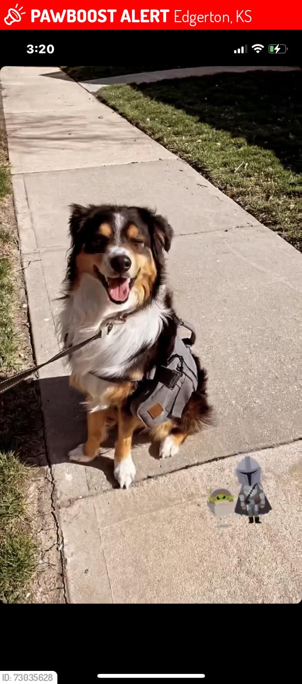 Lost Male Dog last seen Home, Edgerton, KS 66021