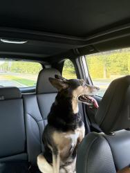 Found/Stray Female Dog last seen London bridge rd and Elon rd , Virginia Beach, VA 23454