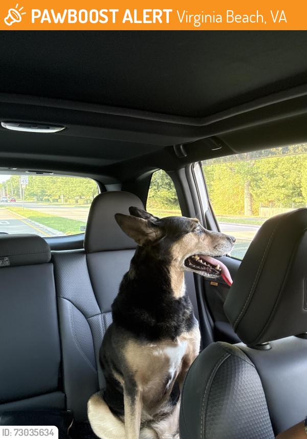Found/Stray Female Dog last seen London bridge rd and Elon rd , Virginia Beach, VA 23454