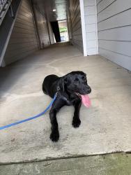 Found/Stray Female Dog last seen Kroger, Atlanta, GA 30339