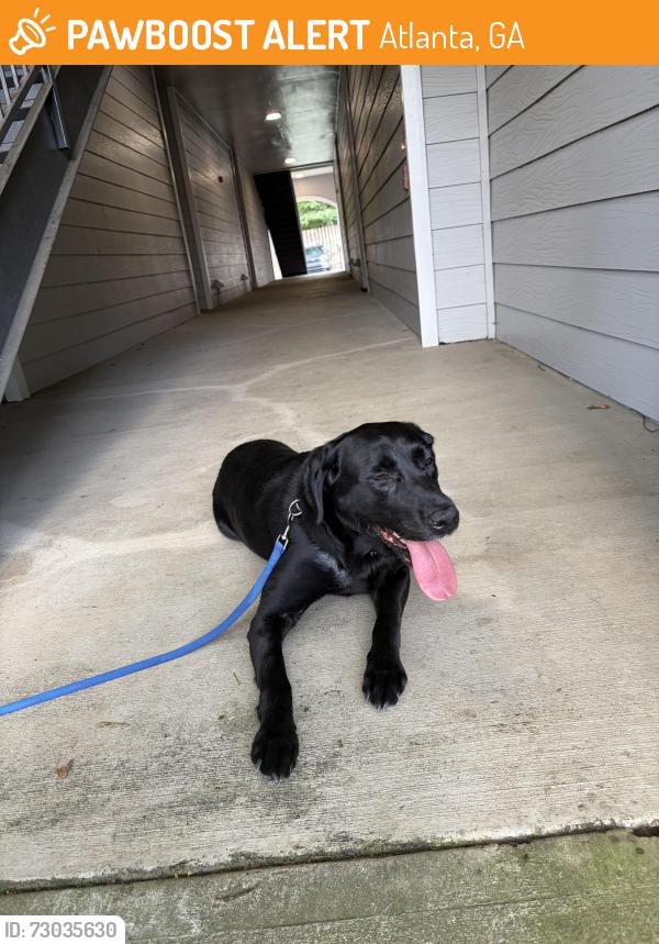 Found/Stray Female Dog last seen Kroger, Atlanta, GA 30339
