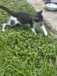 Reunited Unknown Cat last seen North central target , Spring, TX 77388