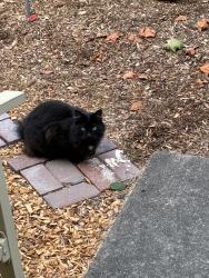 Found/Stray Unknown Cat last seen park place , Petaluma, CA 94954