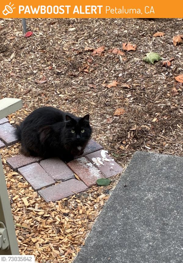 Found/Stray Unknown Cat last seen park place , Petaluma, CA 94954