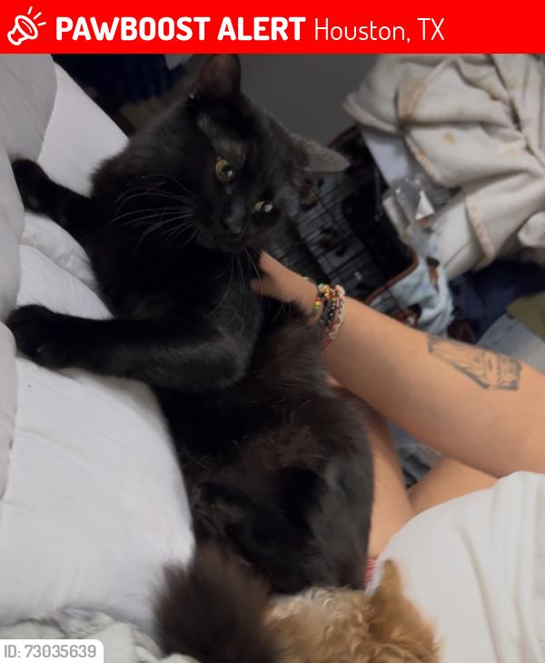 Lost Male Cat last seen Reseda , Houston, TX 77062