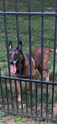 Found/Stray Unknown Dog last seen Near kings crossing, Richmond, VA 23238