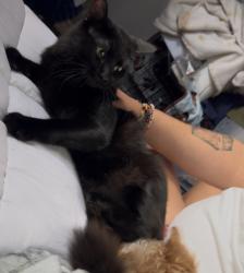 Lost Male Cat last seen Reseda , Houston, TX 77062
