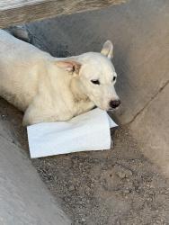 Found/Stray Female Dog last seen 107th Ave & Encanto, Avondale, AZ 85392