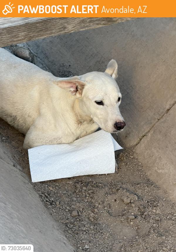 Found/Stray Female Dog last seen 107th Ave & Encanto, Avondale, AZ 85392