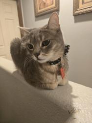 Lost Male Cat last seen In heritage ests in North Las Vegas , Las Vegas, NV 89156