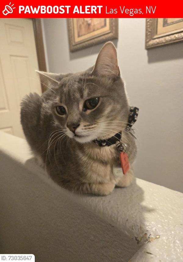 Lost Male Cat last seen In heritage ests in North Las Vegas , Las Vegas, NV 89156