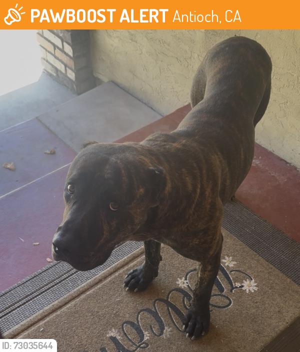 Found/Stray Male Dog last seen Castleford Dr, Antioch, CA 94509