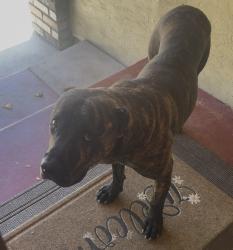 Found/Stray Male Dog last seen Castleford Dr, Antioch, CA 94509