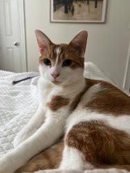 Lost Male Cat last seen Evergreen Cemetery / St Thomas More Rd / Chestnut Hill Reservoir (Brighton, Boston)., Boston, MA 02135
