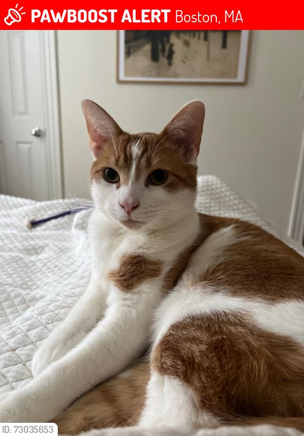 Lost Male Cat last seen Evergreen Cemetery / St Thomas More Rd / Chestnut Hill Reservoir (Brighton, Boston)., Boston, MA 02135