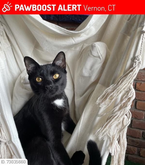 Lost Male Cat last seen Loveland Hill or Talcottville Rd, Vernon, CT 06066