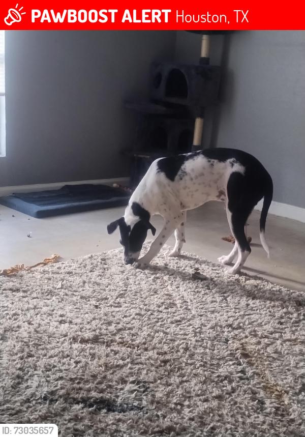 Lost Male Dog last seen laura koppe, Houston, TX 77093
