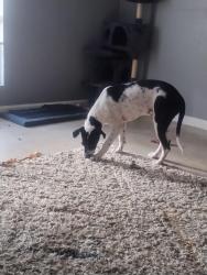 Lost Male Dog last seen laura koppe, Houston, TX 77093